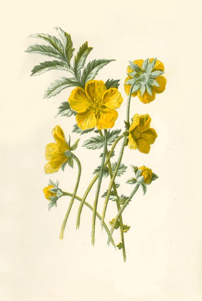 Silver-Weed by Frederick Edward Hulme