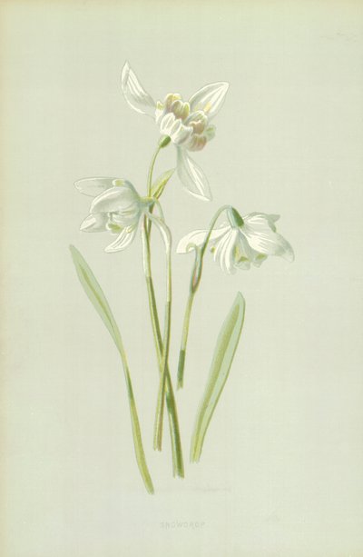 Snowdrop by Frederick Edward Hulme