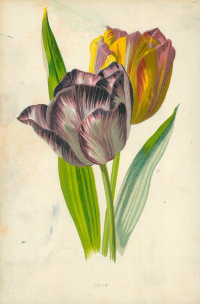 Tulip by Frederick Edward Hulme