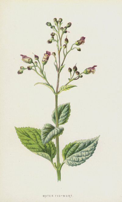 Water Fig-Wort by Frederick Edward Hulme