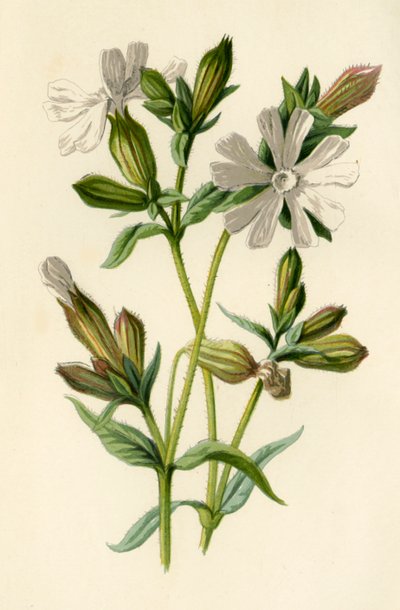 White Campion by Frederick Edward Hulme