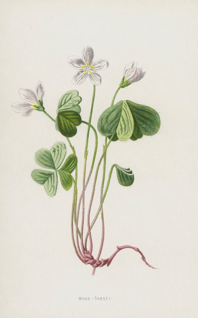 Wood-Sorrel by Frederick Edward Hulme