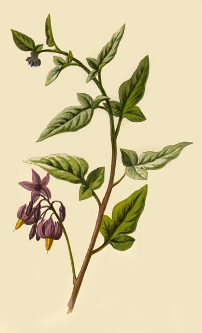 Woody - Nightshade by Frederick Edward Hulme