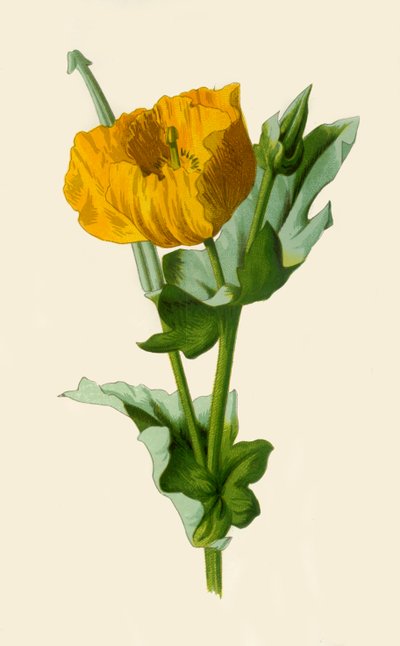 Yellow Horned Poppy by Frederick Edward Hulme