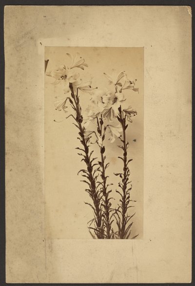 Day Lily by Frederick H. Hollyer