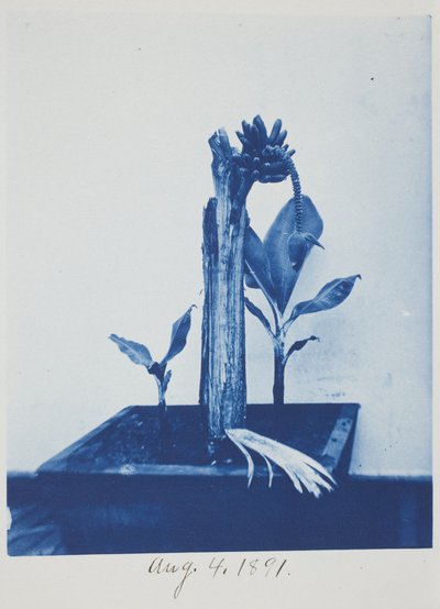 Untitled, August 4 by Frederick K. Coulson