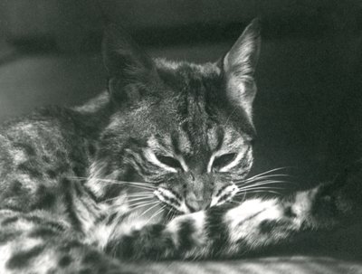 A Bay Lynx Bobcat grooming by Frederick William Bond