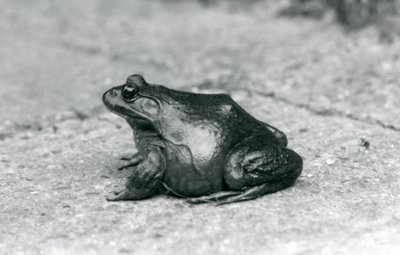 An American Bullfrog, London Zoo, 1925 by Frederick William Bond