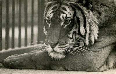 Tiger Sam at London Zoo, 1925 by Frederick William Bond