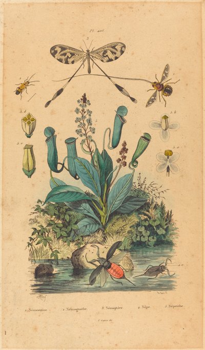 Insects and Flowers by French 19th Century