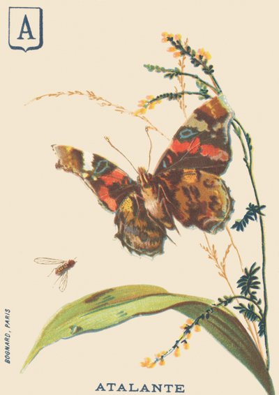 Atalante (Vanessa atalanta or Vulcan) by French School