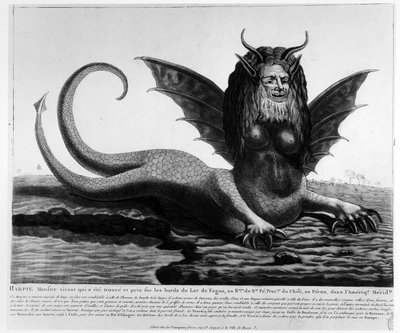 A Harpie by French School