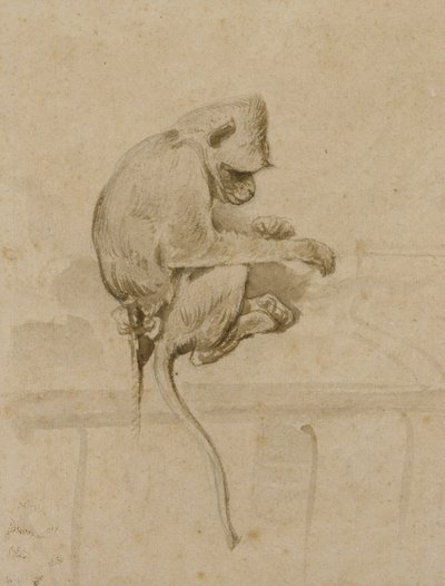 A Monkey by French School