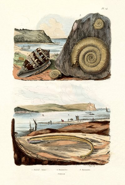 Admiral Cone, 1833-39 by French School