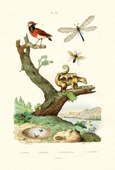 Ants by French School