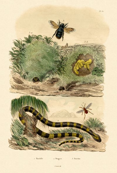 Banded Krait by French School