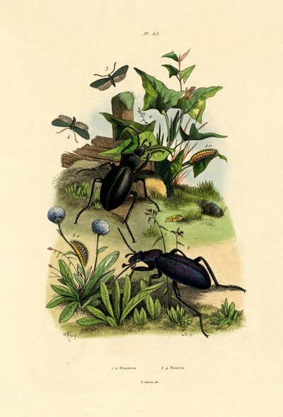 Beetles by French School