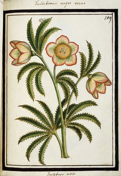 Black Hellebore, c.1700 by French School