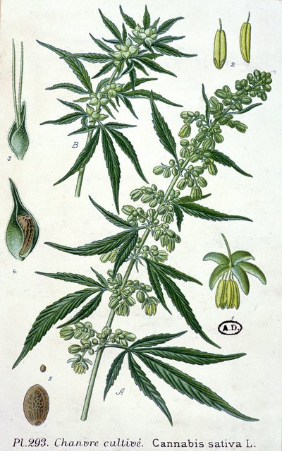 Cannabis Sativa, Botanical Plate by French School