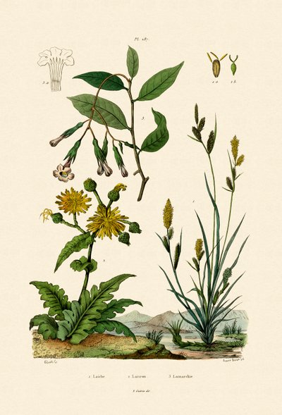 Carex by French School