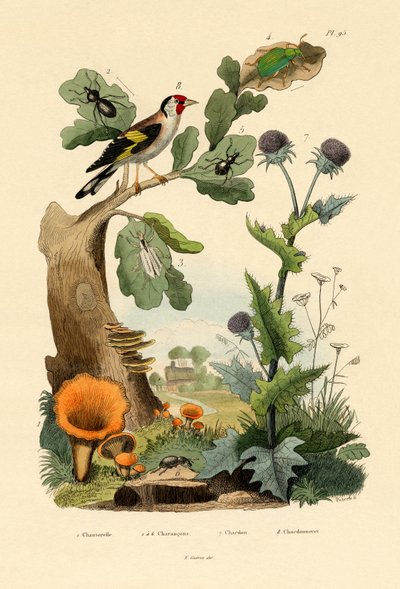 Chanterelle by French School