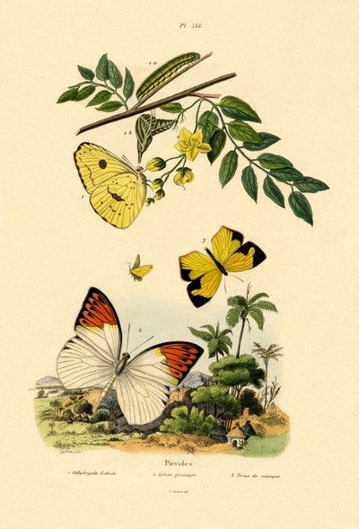 Cloudless Sulphur by French School