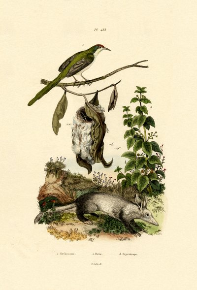 Common Tailorbird by French School