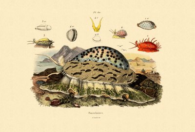 Cowrie Shells by French School