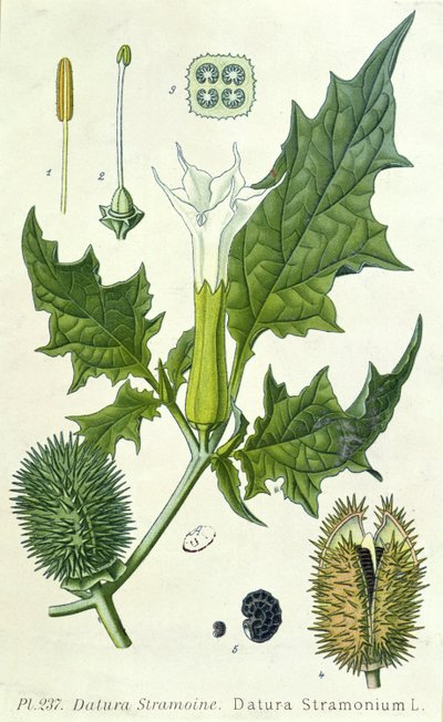 Datura Stramonium, Botanical Plate by French School