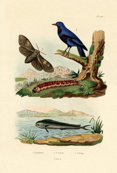 Dolphinfish by French School