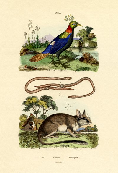 Dormouse by French School