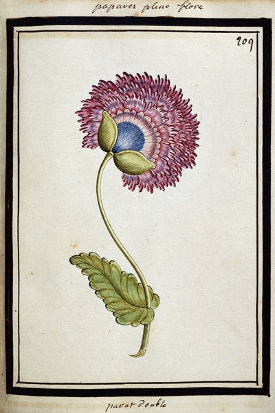 Double Poppy by French School