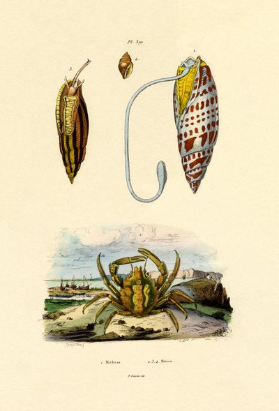Emerald Crab by French School
