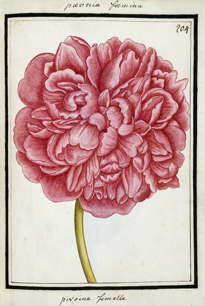 Female Peony by French School
