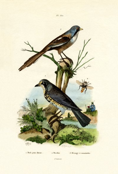 Fieldfare by French School