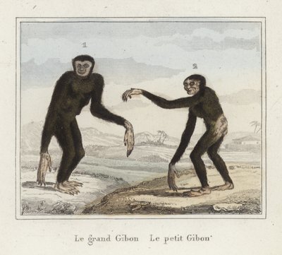 Gibbons by French School