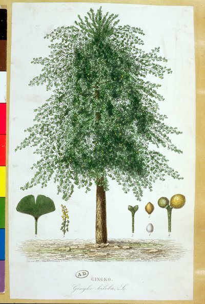 Ginkgo Biloba Tree by French School