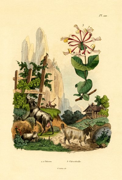 Goats by French School
