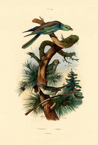 Goldcrests by French School