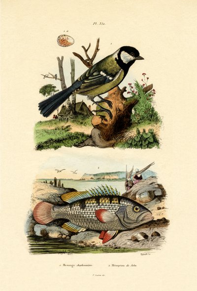 Great Tit by French School