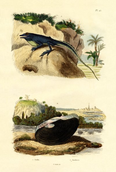 Green Anole, 1833-39 by French School