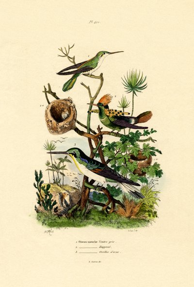 Hummingbirds by French School