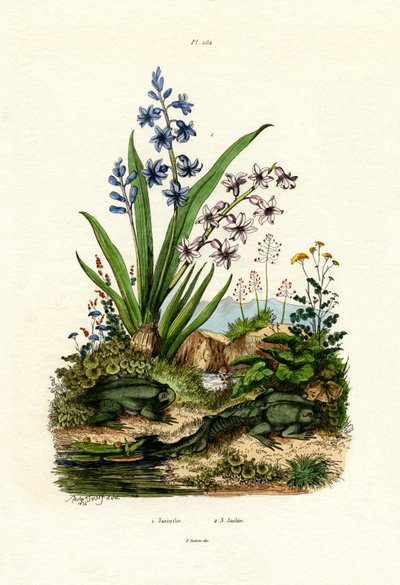 Hyacinth Flower by French School