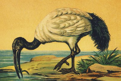 I as Ibis by French School