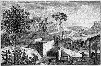 Indigo plantation in Senegal in the 17th century by French School