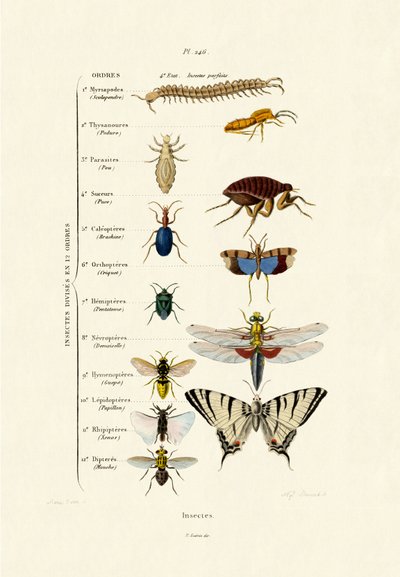 Insects by French School
