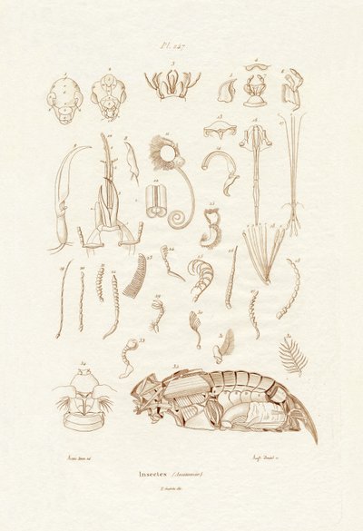 Insects by French School