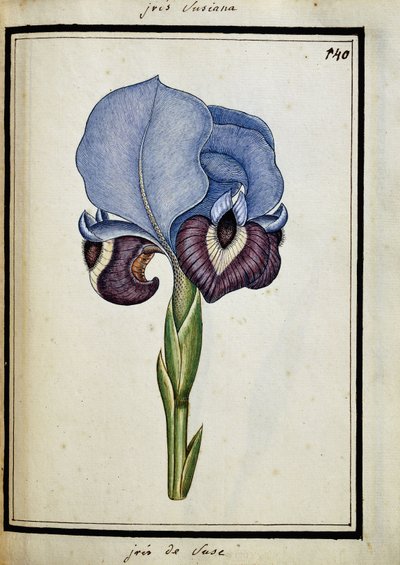 Iris Susiana by French School