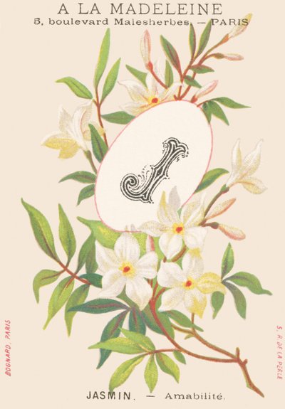 Jasmine — Amabilite by French School