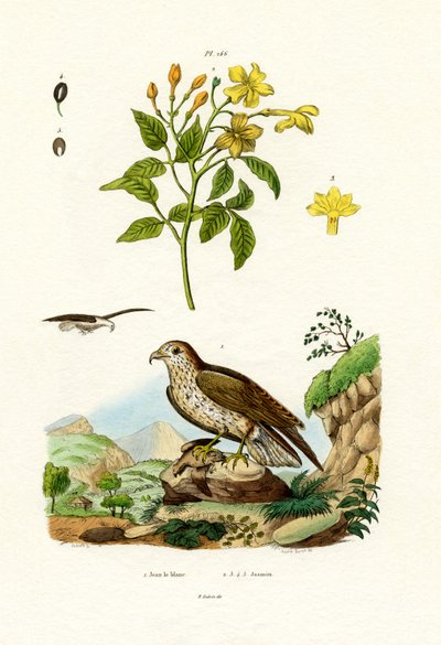 Jasmine by French School